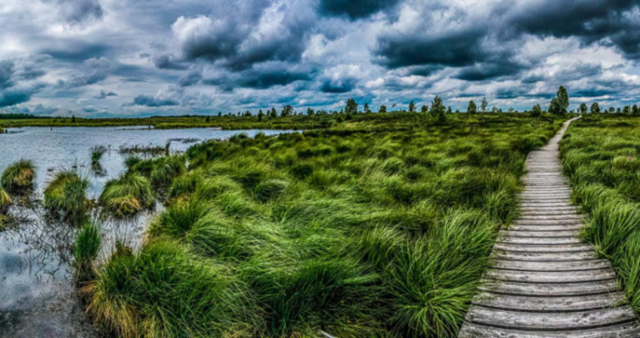 Hohes Venn Ansicht 11